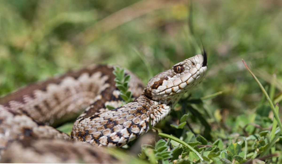 Στο νοσοκομείο άνδρας από τσίμπημα οχιάς