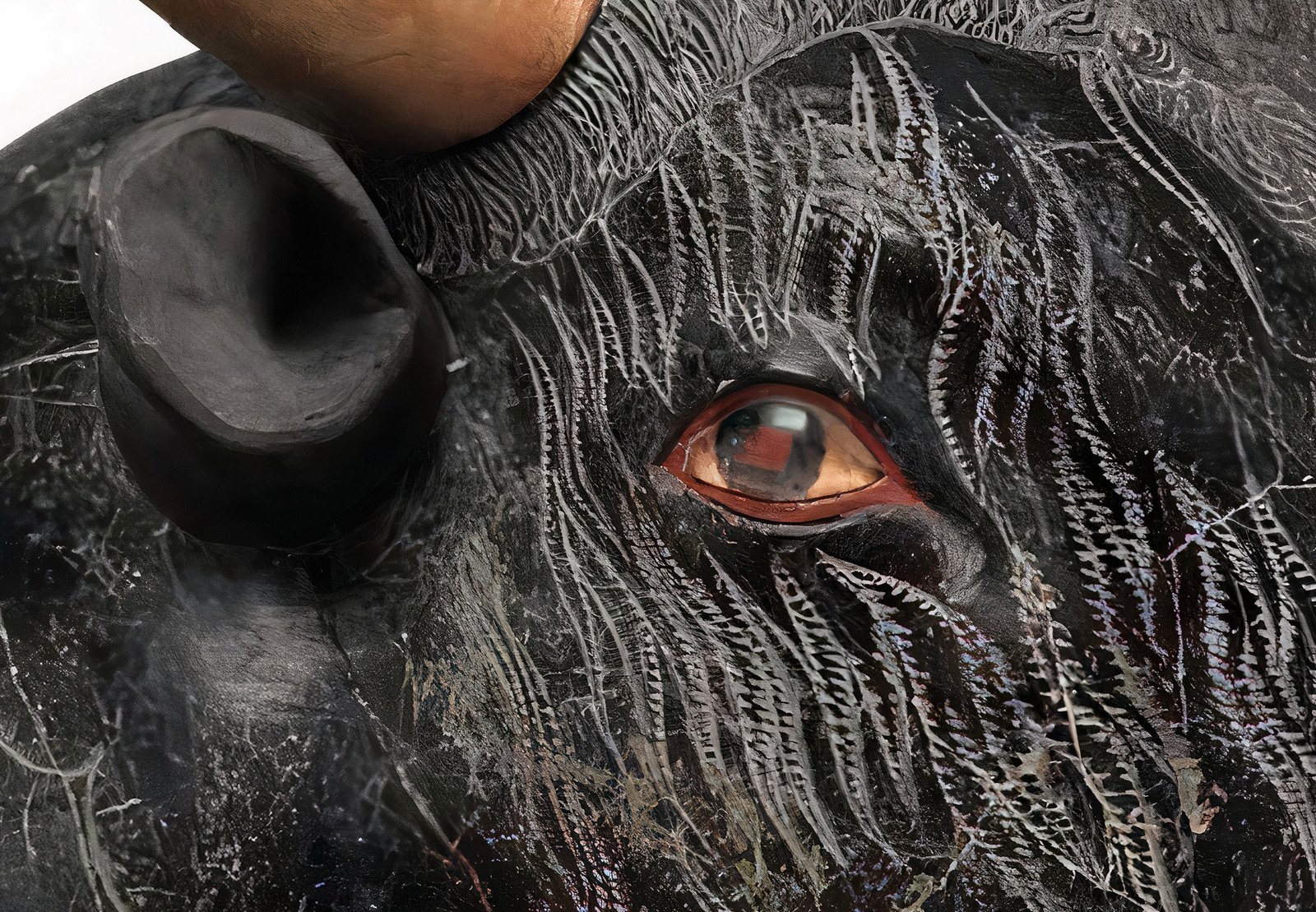 “Ζωολόγιο” στην Παχειά Άμμο