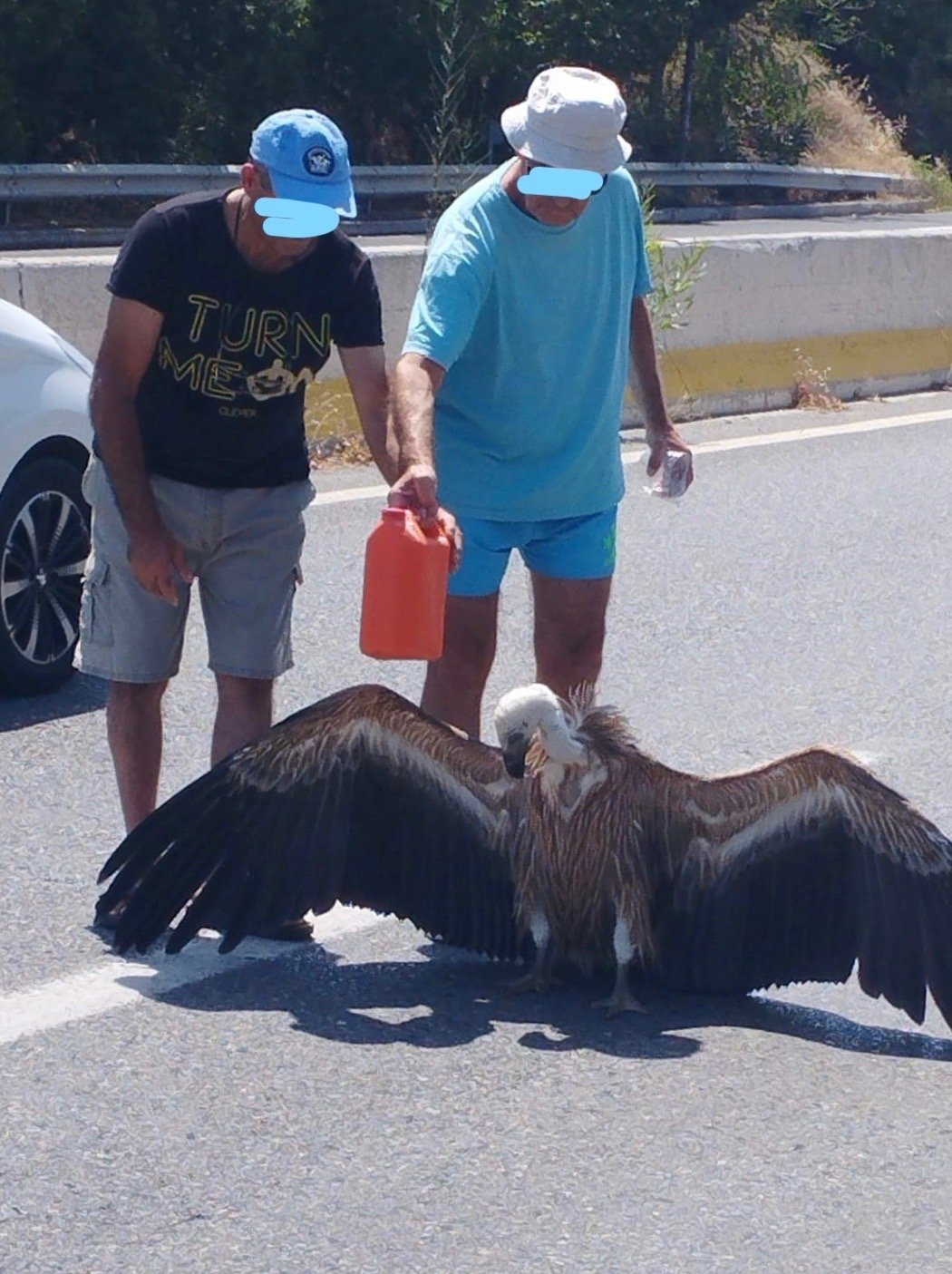 Γυπαετός … προσγειώθηκε στον ΒΟΑΚ