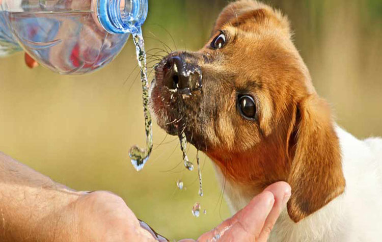 H Γιορτή Υιοθεσίας Αδέσποτων Σκύλων στη Λότζια