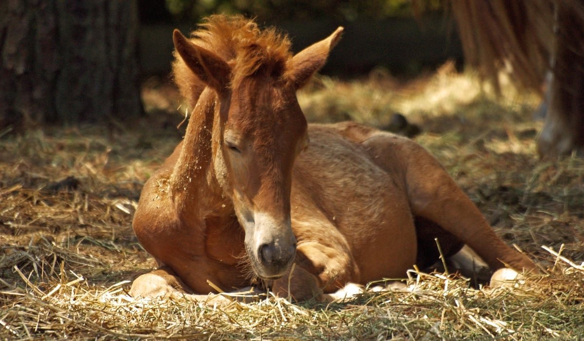 Πέθανε άλογο που είχε αφήσει στον ήλιο ο ιδιοκτήτης του