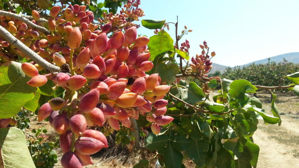 Στηρίζει τον αγροτικό κόσμο η Τράπεζα Πειραιώς