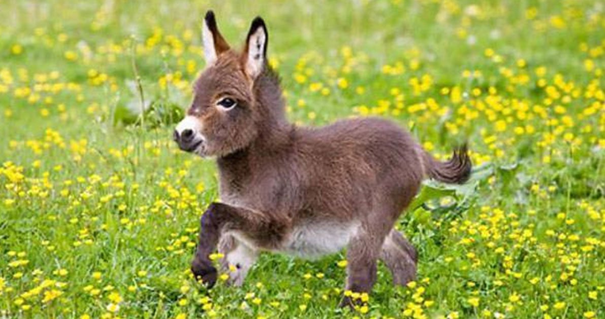 Ο Υπουργός δίνει … άδεια στα ιπποειδή λόγω καύσωνα