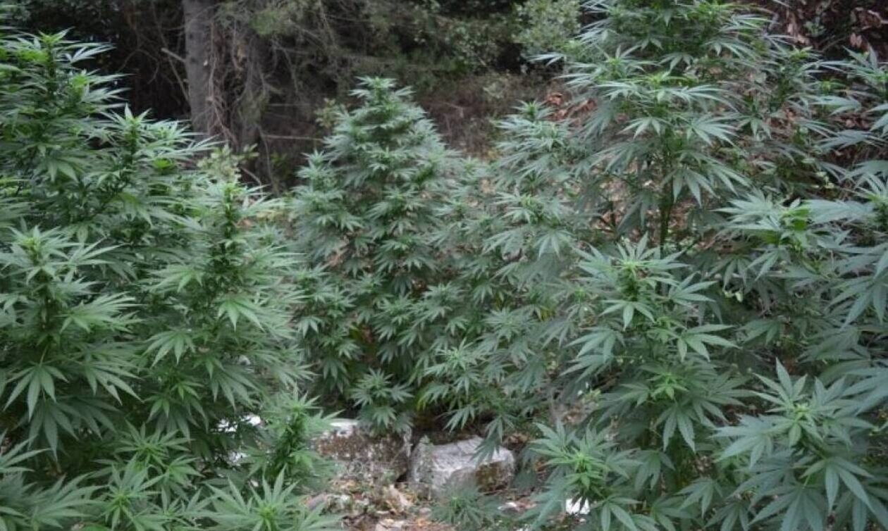 “Ορφανή” φυτεία κάνναβης στη Βιάννο
