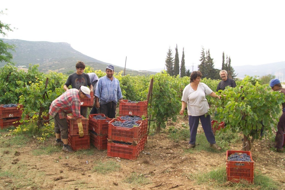 Σε διαβούλευση η απόφαση για τις ομάδες παραγωγών