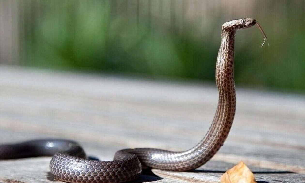 Φίδι δάγκωσε παιδί 3.5 ετών – Νοσηλεύεται στο νοσοκομείο