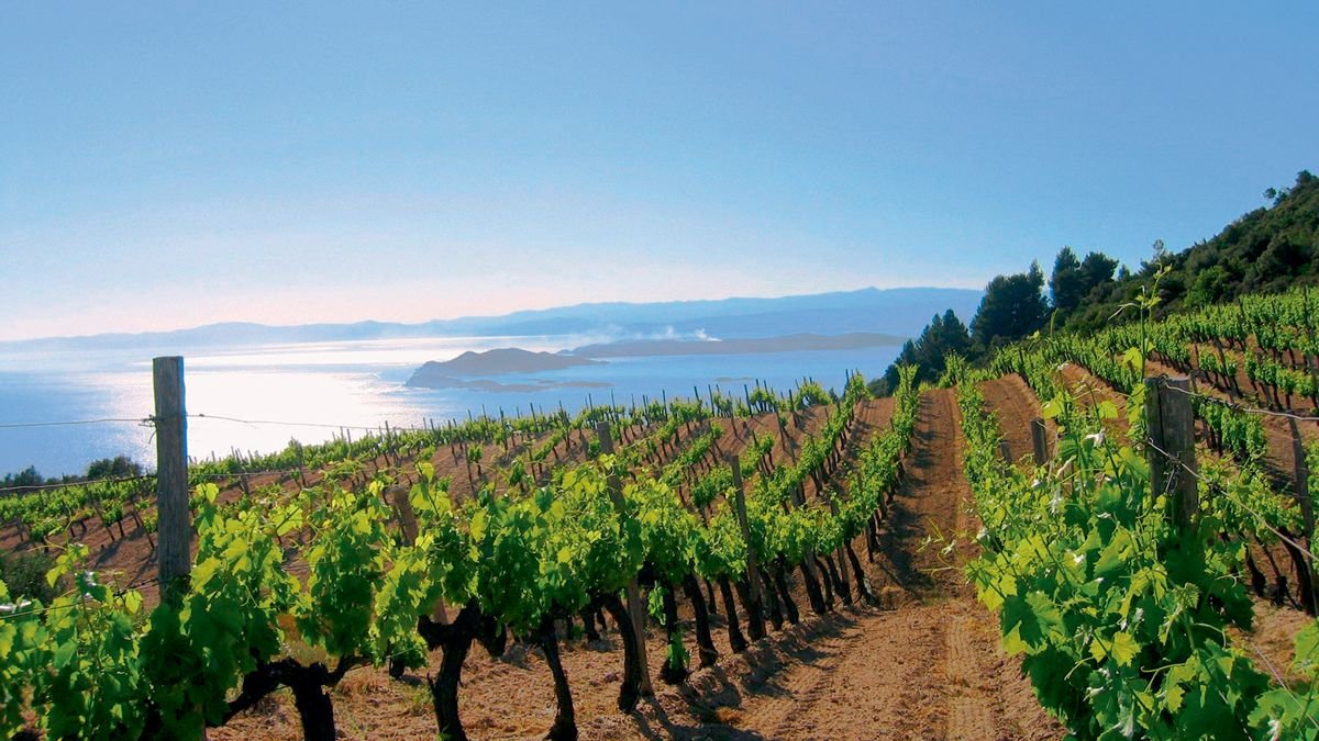 Σε κίνδυνο η αμπελοκαλλιέργεια – Αναζητούνται άμεσες λύσεις