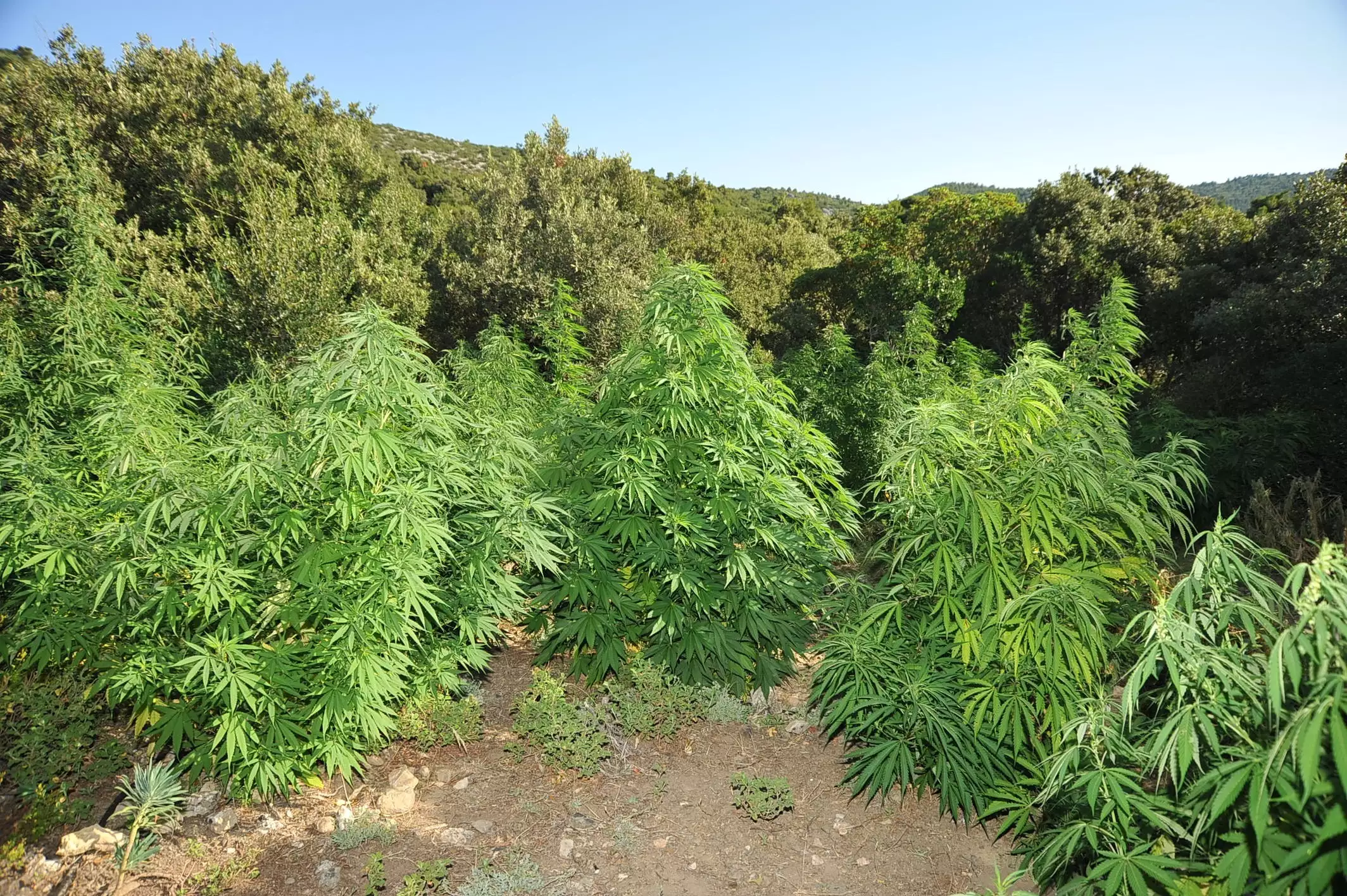 Σχεδόν 100 δενδρύλλια ανακαλύφθηκαν στο Μυλοπόταμο