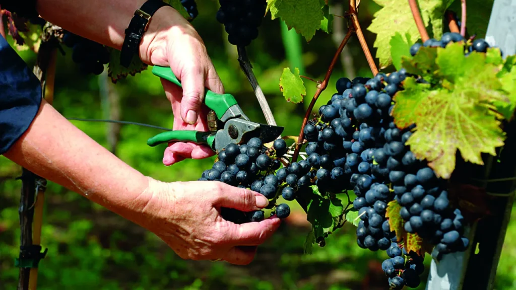 Από Τετάρτη η παραλαβή οινοστάφυλων στην Ένωση