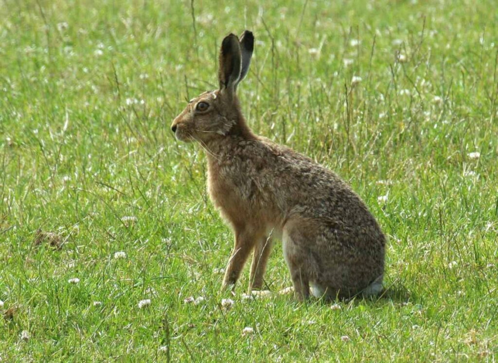 Αντί για λαγούς πυροβόλησε ο ένας τον άλλο