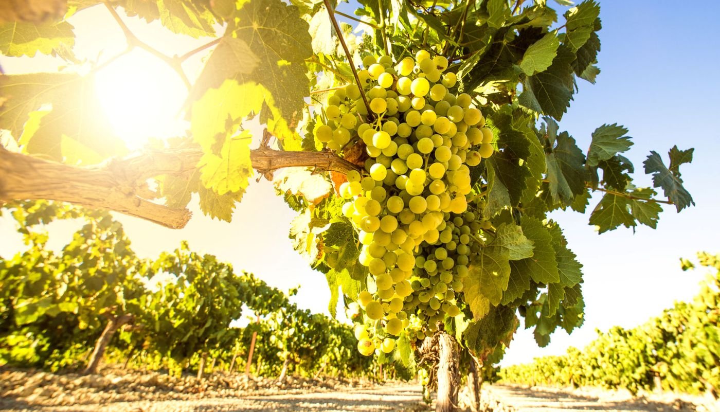 Ο κρητικός αμπελώνας στο Αρχαιολογικό Μουσείο