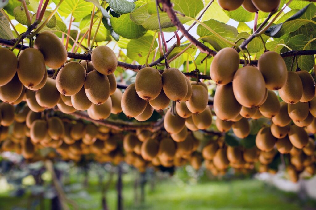 Σημαντικοί έλεγχοι στα ακτινίδια από το Υπουργείο Αγροτικής Ανάπτυξης