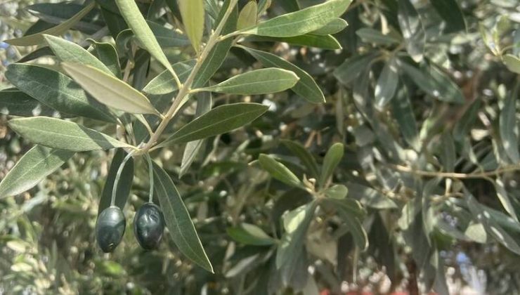 Ψεκασμός δακοκτονίας σε Κορφές, Κρουσώνα, Σάρχο