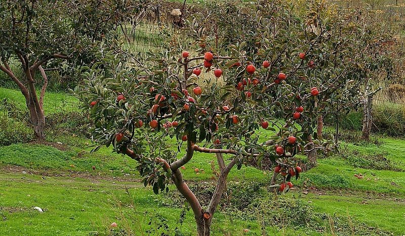 Λύση στην αξιοποίηση των μήλων Λασιθίου η μεταποίηση τους