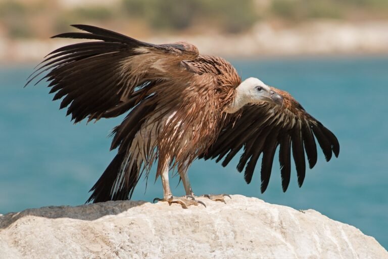 Γύπας … προσγειώθηκε στο αεροδρόμιο Ηρακλείου