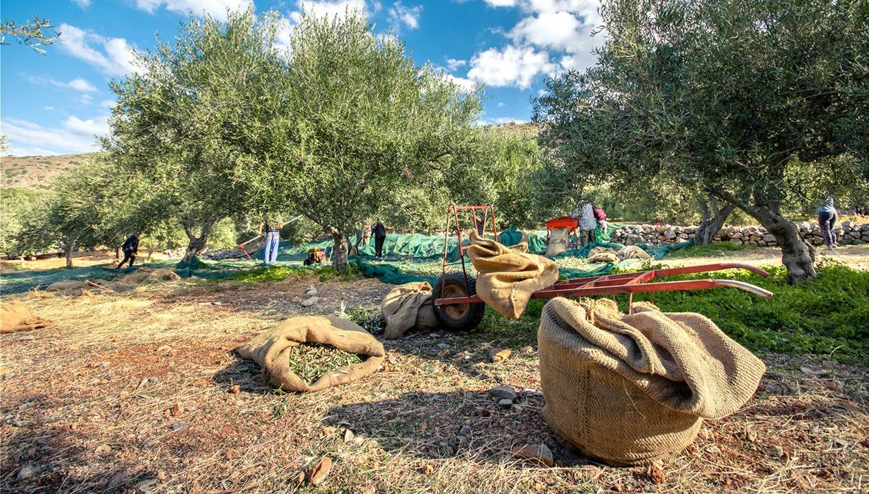 Κλιμακώνουν τις αντιδράσεις αγρότες και κτηνοτρόφοι με φόντο τα λάθη του ΟΠΕΚΕΠΕ