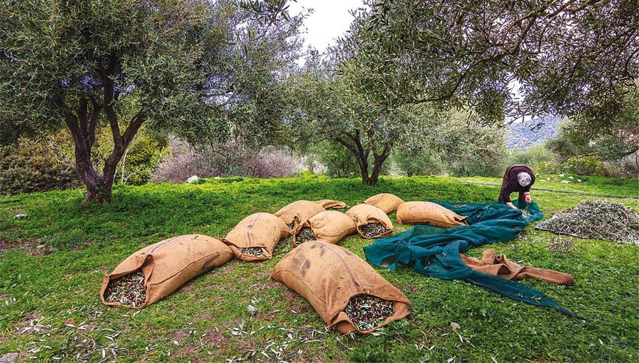 Αγρότες – Κτηνοτρόφοι: Ψάχνουν να δουν πού πήγαν … 88 εκατομμύρια