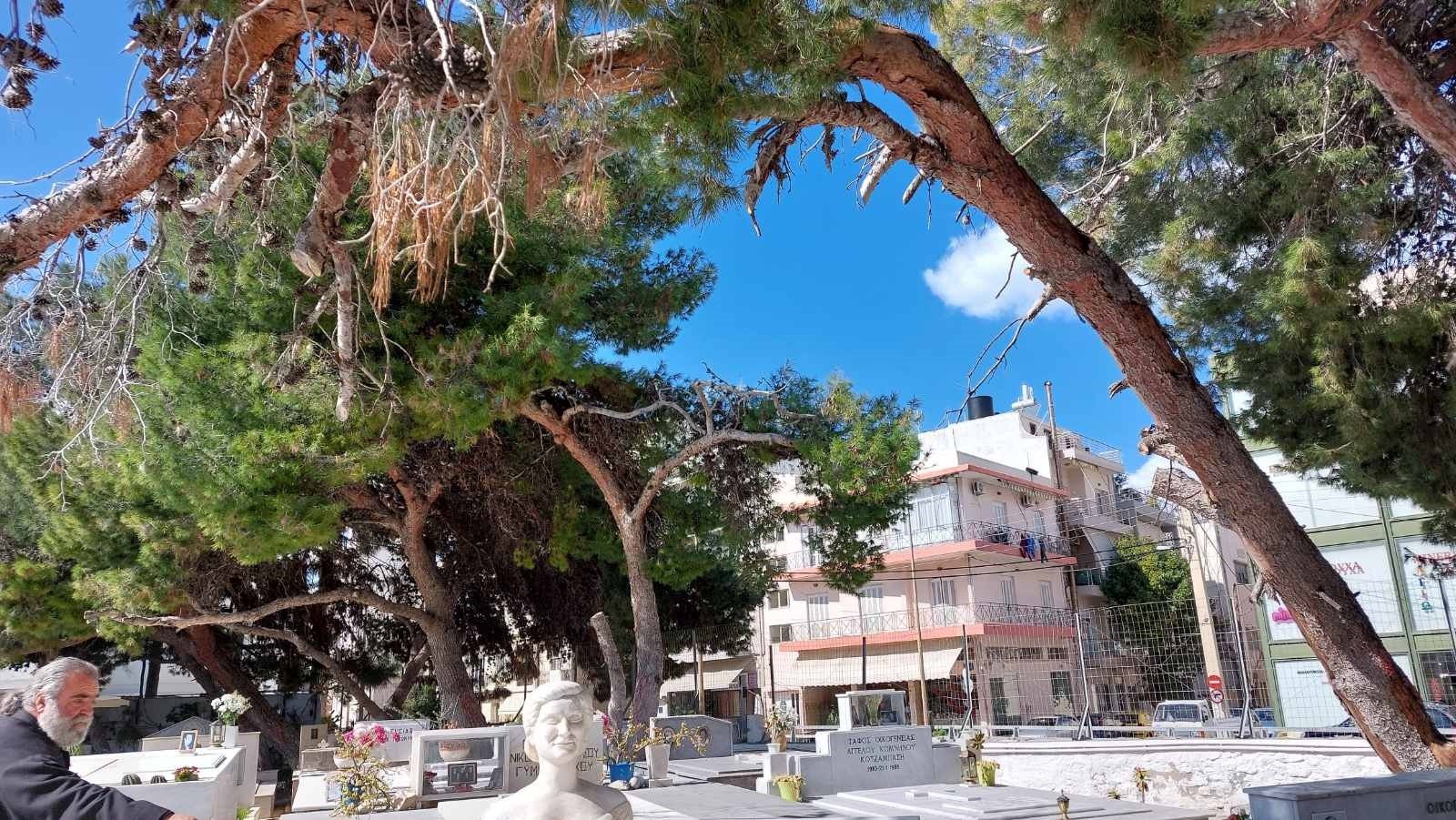 Ε. Στυλιανού σε ΘΕΜΑ ΚΡΗΤΗΣ: “Τα δέντρα που κόβονται είναι αποδεδειγμένα επικίνδυνα και αντικαθίστανται”