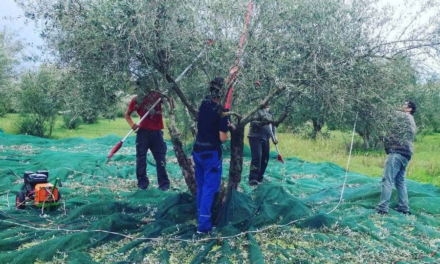 Πόσο ζητούν οι εργάτες για να μαζέψουν ελιές