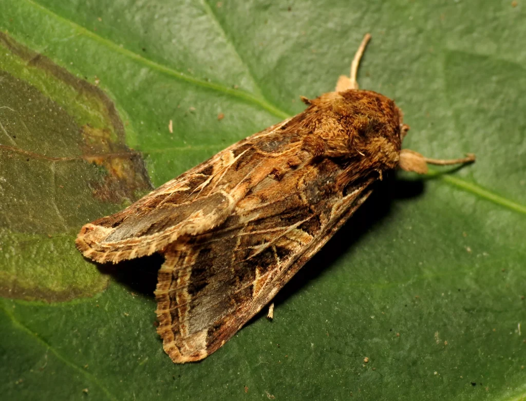 Φόβοι για τα κηπευτικά της Κρήτης λόγω του … σποντόπτερου καραντίνας