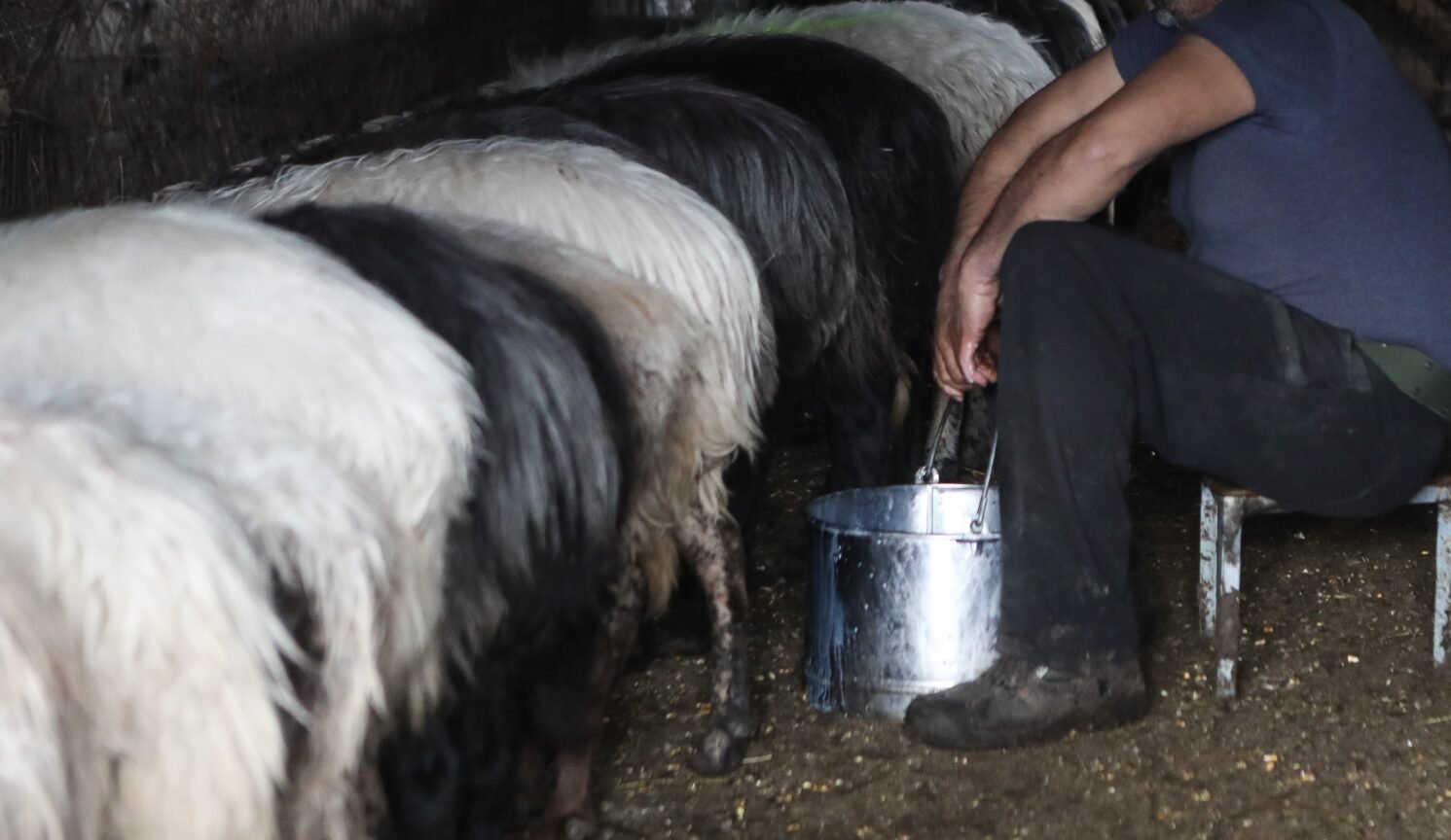 Τον βρήκε νεκρό ο φίλος του πλάι στα ζώα