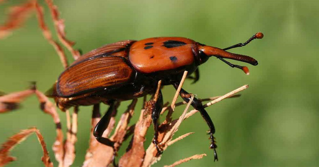 Κόκκινο Σκαθάρι του Φοίνικα: Μια ιστορία από το 2010 ως το … Βάι