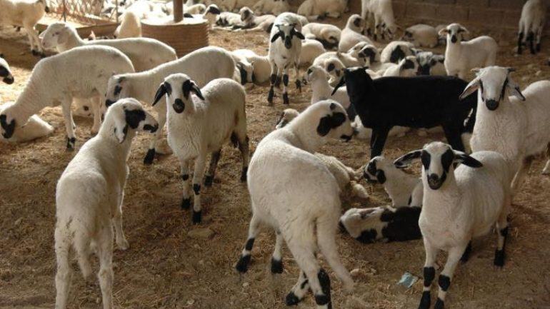 Σύλληψη δύο αδερφών για ζωοκλοπή