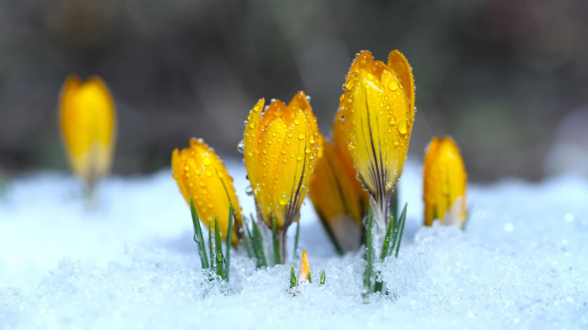 Οι επιπτώσεις της πρώιμης παγκόσμιας άνοιξης
