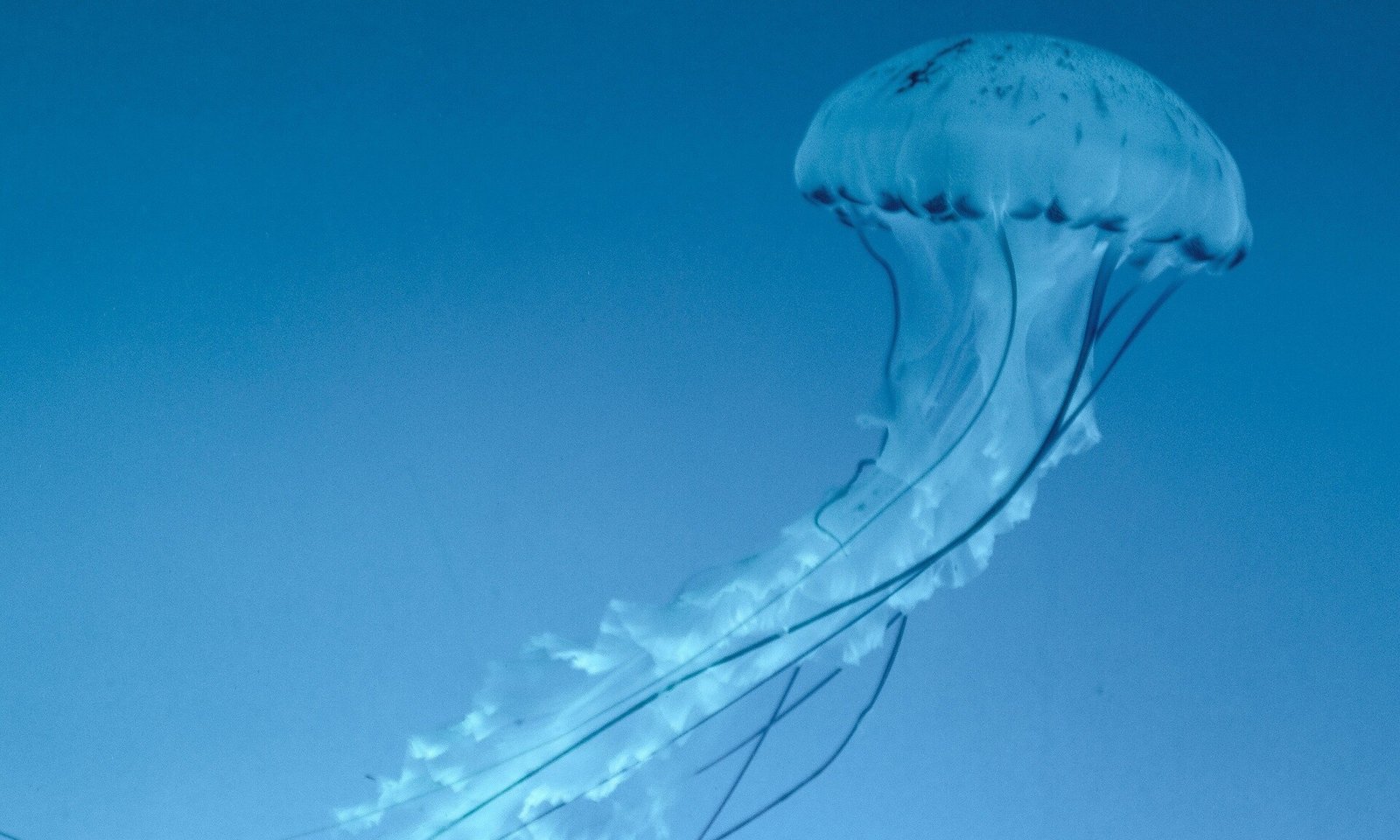 Ρόδος: Συναγερμός με μέδουσες – γίγας