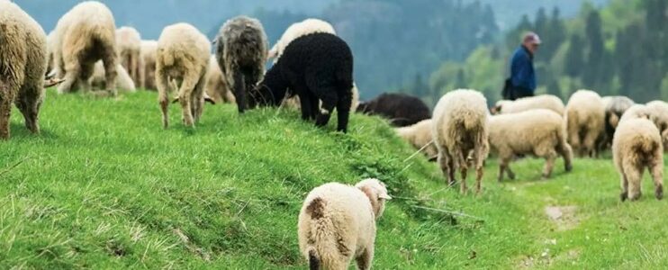 Έγινε “σασμός” μεταξύ των δύο κτηνοτροφικών οικογενειών