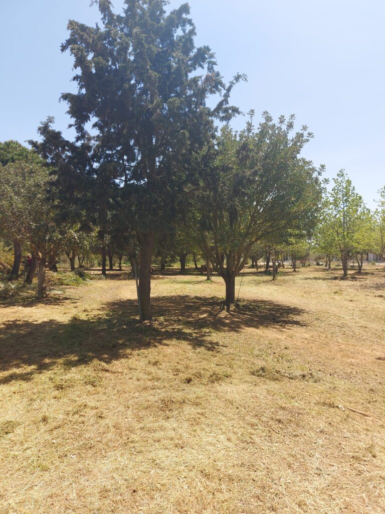 Καθάρισαν το δασάκι στο Θραψανό