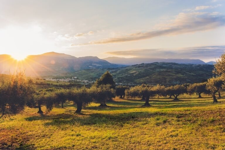 Έντονη ανησυχία από την εξάπλωση της Xylella στις ελιές! Επηρεάζει ακόμα κερασιές – αμυγδαλιές