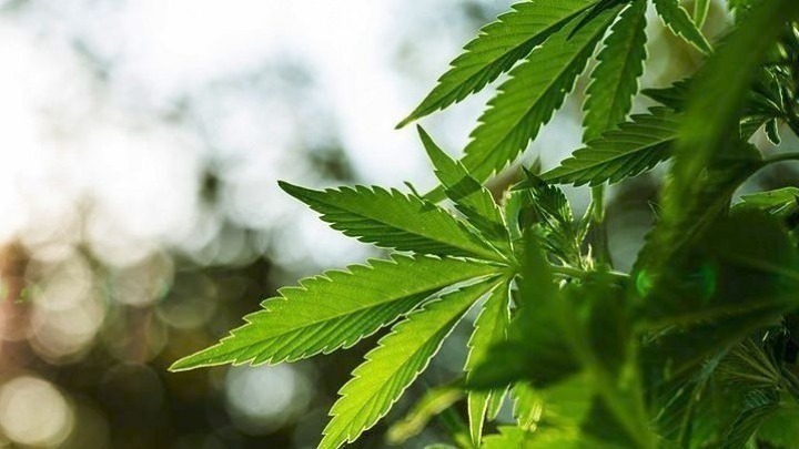 Εύβοια: Συλλήψεις 4 ατόμων για οργανωμένη φυτεία κάνναβης