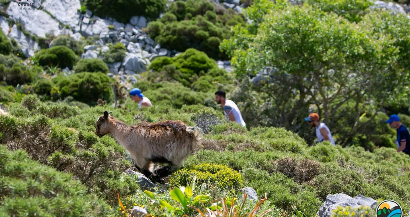 Kronion Festival στο Οροπέδιο Λασιθίου