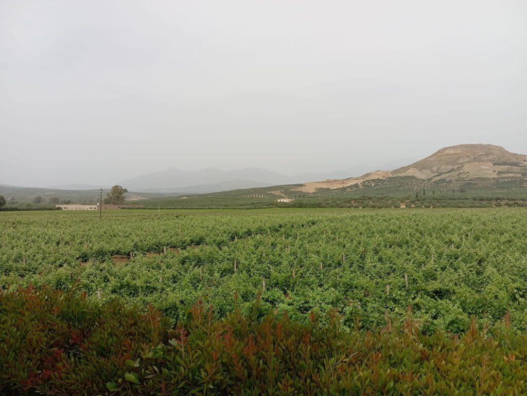 Ο δήμαρχος στα οινοποιεία του Δήμου Μινώα Πεδιάδος