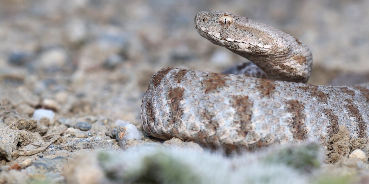 Πάτρα: Σε σοβαρή κατάσταση άνδρας μετά από δάγκωμα οχιάς