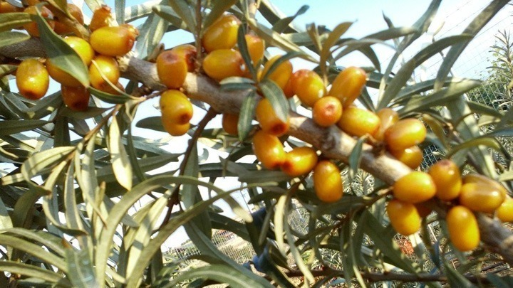 Ιπποφαές: Η αρχαία ελληνική υπερτροφή