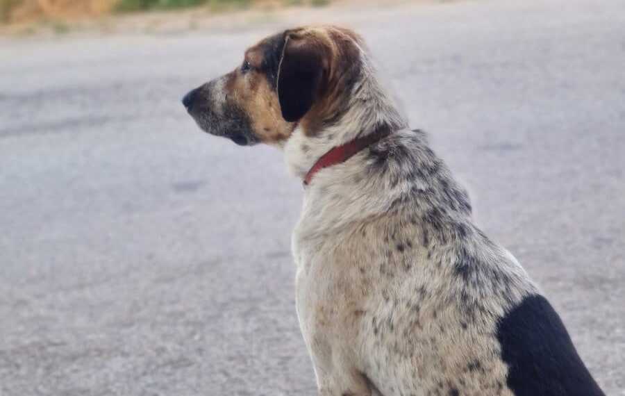 Πάμε «Κυνομομείο»;