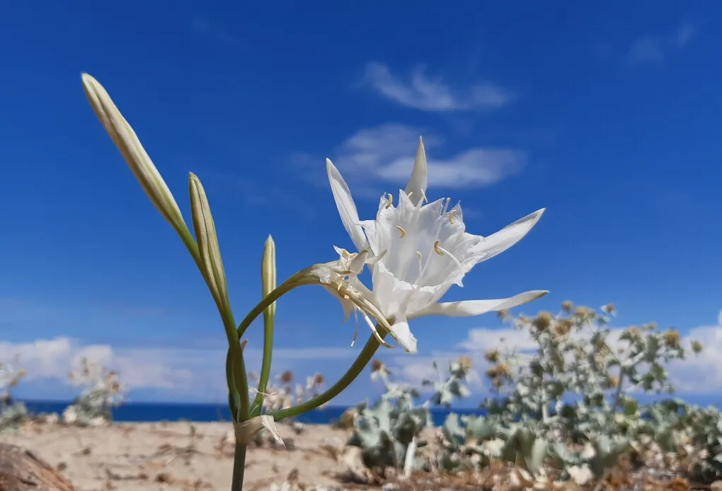 Δράσεις σε παραλίες για την Παγκόσμια Ημέρα Περιβάλλοντος