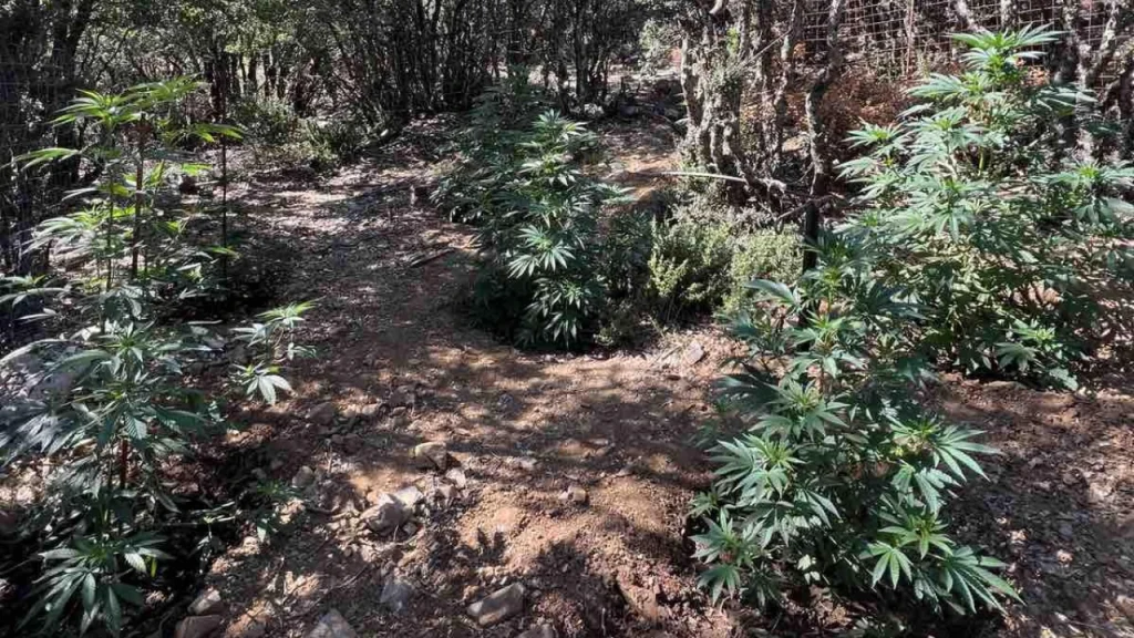 Εντοπίστηκαν φυτείες κάνναβης στα Ανώγεια! Συνελήφθη ένας 68χρονος