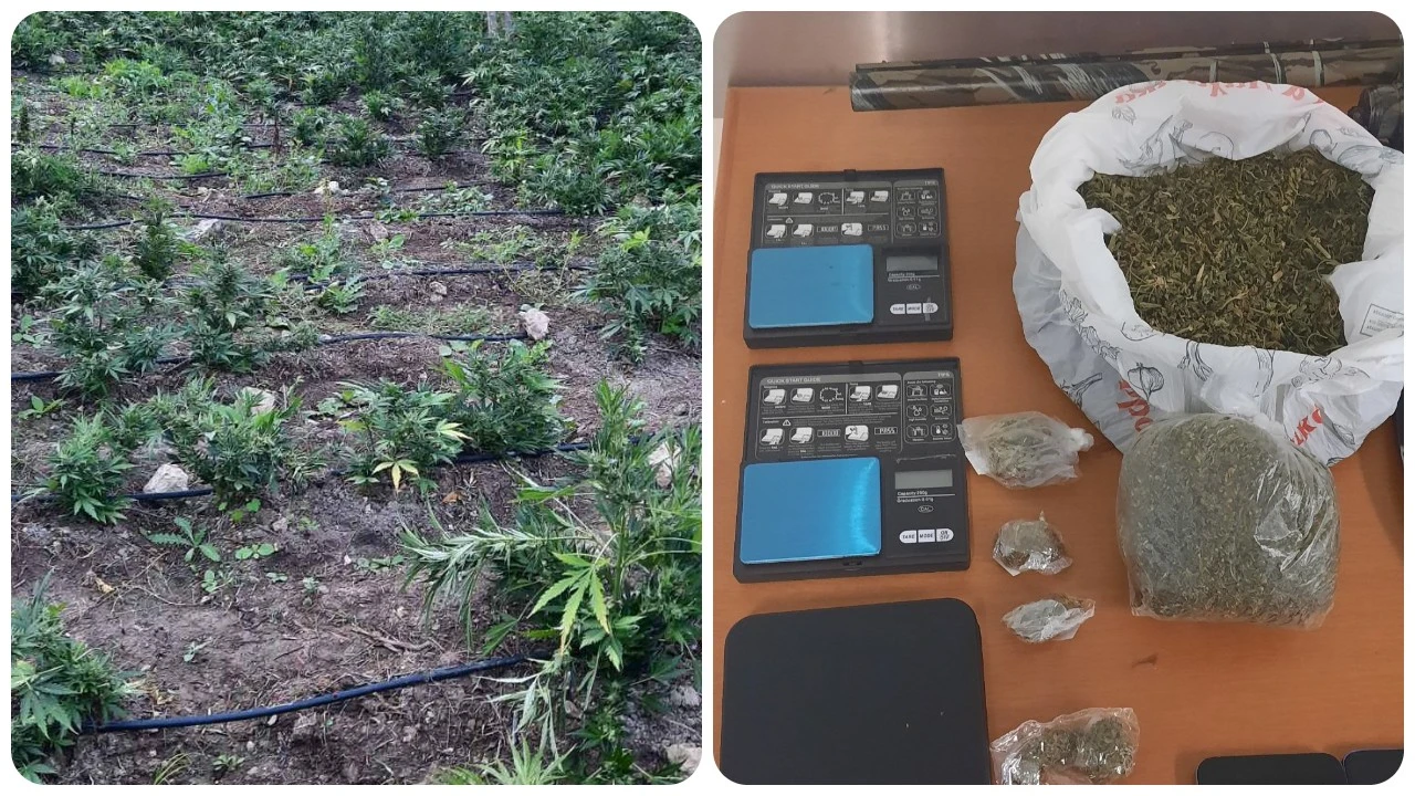 Στον Εισαγγελέα οι συλληφθέντες του…χασισόδασους!