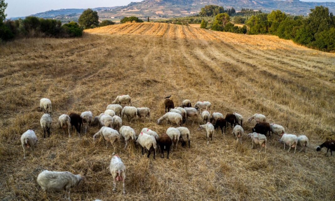 Κρούσματα πανώλης σε αιγοπρόβατα στην Καλαμπάκα