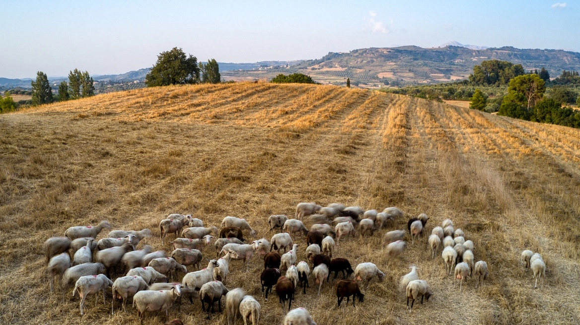 Ενημέρωση για την ευλογιά του προβάτου και τα μέτρα προστασίας που πρέπει να τηρηθούν