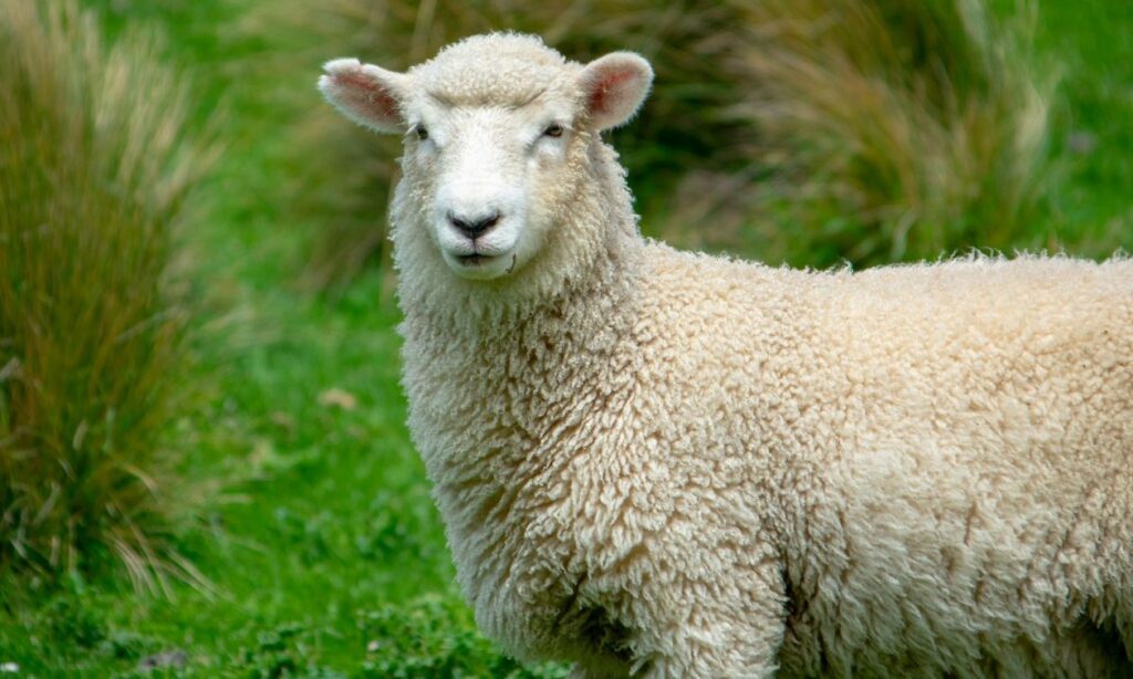 Φόβοι για εξάπλωση της πανώλης στα πρόβατα