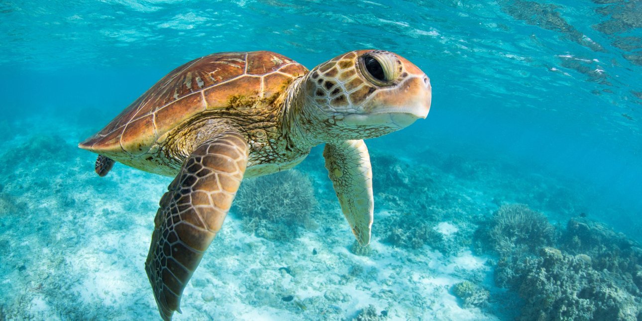 Μαράθι: Θαλάσσια χελώνα δάγκωσε λουόμενη