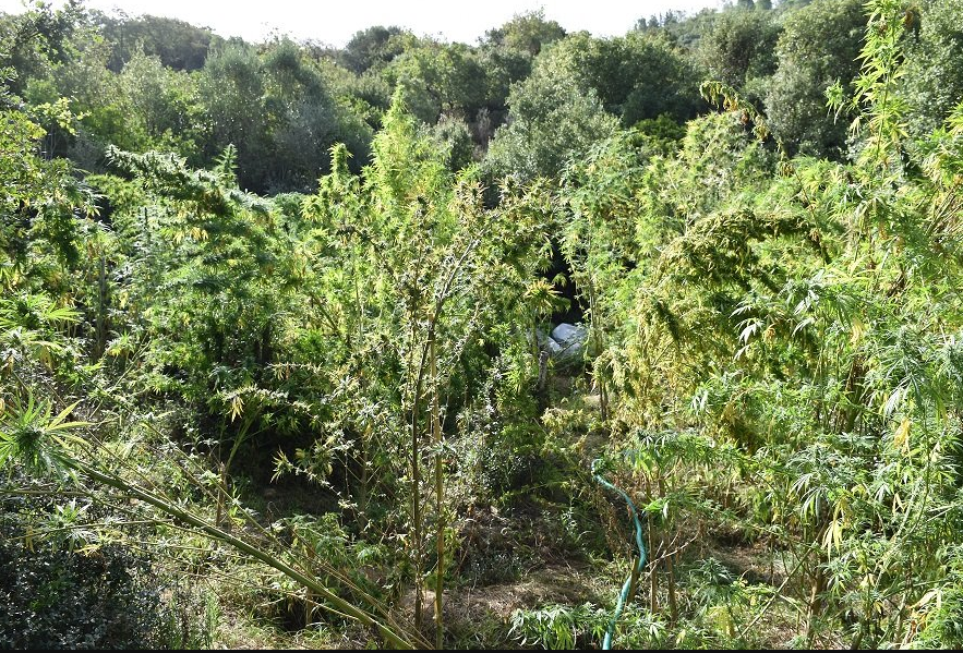 Τρεις συλλήψεις για χασισοφυτεία στο Μυλοπόταμο