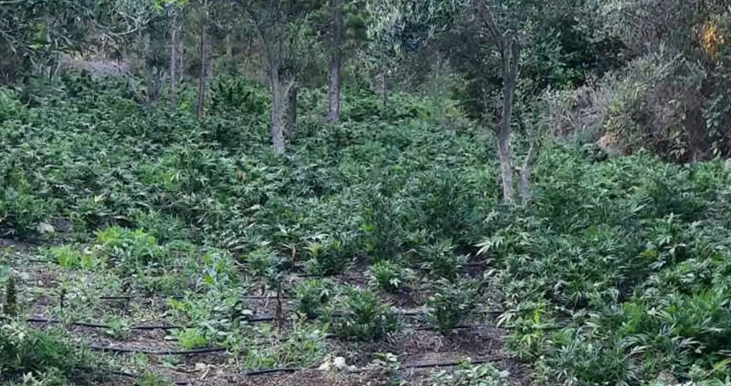 Φυτείες κάνναβης σε Ηράκλειο και Λασίθι