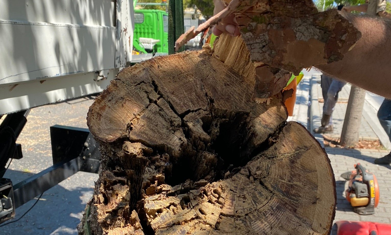 Συνεχίζονται οι κοπές δέντρων στο Ηράκλειο