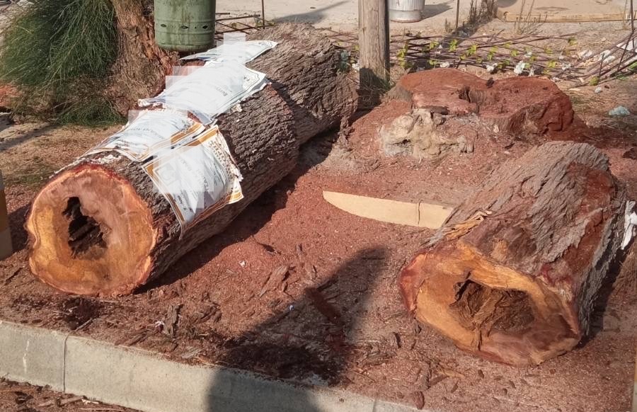 Νέες συλλήψεις για τα δέντρα