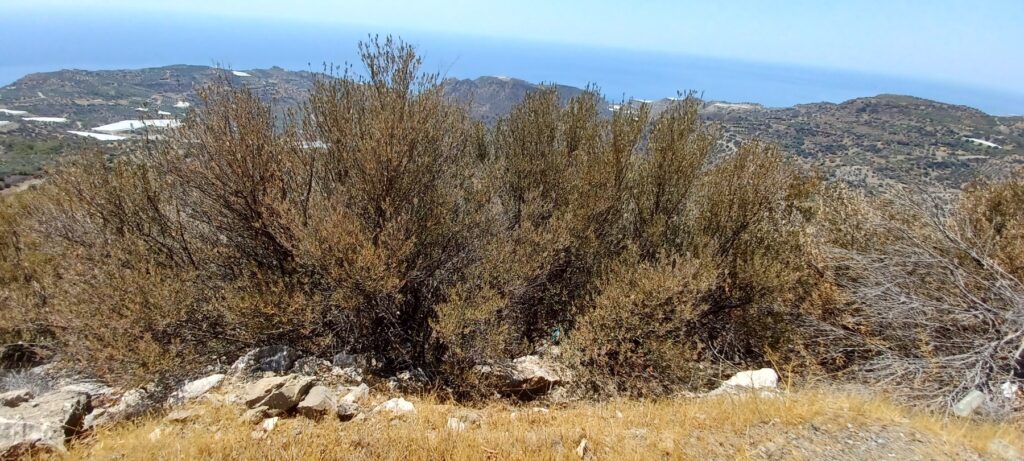 «Δεν είμαι καθόλου αισιόδοξος για το νερό, όλο και περισσότερο θα ξεραίνονται τα δέντρα» είπε ο Νικήτας Μυλόπουλος,διευθυντής εργαστηρίου υδρολογίας του πανεπιστημίου Θεσσαλίας